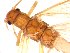  ( - CROBD64)  @11 [ ] CreativeCommons - Attribution Non-Commercial Share-Alike (2019) Martina Podnar Croatian Natural History Museum Zagreb