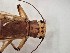  ( - CROBD713)  @11 [ ] CreativeCommons - Attribution Non-Commercial Share-Alike (2019) Martina Podnar Croatian Natural History Museum Zagreb