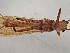  ( - CROBD730)  @11 [ ] CreativeCommons - Attribution Non-Commercial Share-Alike (2019) Martina Podnar Croatian Natural History Museum Zagreb