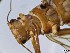  ( - CROBD99)  @11 [ ] CreativeCommons - Attribution Non-Commercial Share-Alike (2019) Martina Podnar Croatian Natural History Museum Zagreb