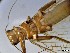  ( - CROBD99)  @11 [ ] CreativeCommons - Attribution Non-Commercial Share-Alike (2019) Martina Podnar Croatian Natural History Museum Zagreb