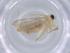  (Antapistis Malaise9997 - BIOUG59868-G04)  @11 [ ] CreativeCommons - Attribution (2021) Centre for Biodiversity Genomics Centre for Biodiversity Genomics