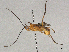  ( - BIOUG63945-A05)  @11 [ ] CreativeCommons - Attribution Share - Alike (2024) CBG Photography Group Centre for Biodiversity Genomics