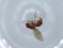  (Hirtodrosophila subflavohalterata affinis 1 - BIOUG65267-C01)  @11 [ ] CreativeCommons - Attribution (2021) Centre for Biodiversity Genomics Centre for Biodiversity Genomics