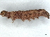  ( - BIOUG60802-A02)  @11 [ ] CreativeCommons - Attribution (2021) CBG Photography Group Centre for Biodiversity Genomics