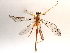  ( - BIOUG64453-D01)  @11 [ ] CreativeCommons - Attribution (2021) CBG Photography Group Centre for Biodiversity Genomics