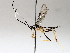  (Meniscomorpha malaise9150 - BIOUG64453-D12)  @11 [ ] CreativeCommons - Attribution (2021) CBG Photography Group Centre for Biodiversity Genomics