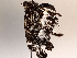  ( - BIOUG64453-F01)  @11 [ ] CreativeCommons - Attribution (2021) CBG Photography Group Centre for Biodiversity Genomics