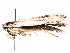  ( - BIOUG64455-A08)  @11 [ ] CreativeCommons - Attribution (2021) CBG Photography Group Centre for Biodiversity Genomics