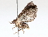  ( - BIOUG64455-B05)  @11 [ ] CreativeCommons - Attribution (2021) CBG Photography Group Centre for Biodiversity Genomics