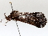 ( - BIOUG64455-C08)  @11 [ ] CreativeCommons - Attribution (2021) CBG Photography Group Centre for Biodiversity Genomics