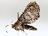  ( - BIOUG64455-C10)  @11 [ ] CreativeCommons - Attribution (2021) CBG Photography Group Centre for Biodiversity Genomics