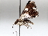  ( - BIOUG71249-D03)  @11 [ ] CreativeCommons - Attribution (2021) CBG Photography Group Centre for Biodiversity Genomics