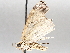  ( - BIOUG71249-F06)  @11 [ ] CreativeCommons - Attribution (2021) CBG Photography Group Centre for Biodiversity Genomics