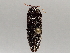  ( - BIOUG71250-B06)  @11 [ ] CreativeCommons - Attribution (2021) CBG Photography Group Centre for Biodiversity Genomics