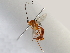  ( - BIOUG71250-D10)  @11 [ ] CreativeCommons - Attribution (2021) CBG Photography Group Centre for Biodiversity Genomics