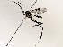  ( - BIOUG71250-F10)  @11 [ ] CreativeCommons - Attribution (2021) CBG Photography Group Centre for Biodiversity Genomics
