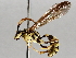  (Setanta Malaise5773 - BIOUG71250-G03)  @11 [ ] CreativeCommons - Attribution (2021) CBG Photography Group Centre for Biodiversity Genomics