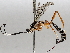  ( - BIOUG71250-G04)  @11 [ ] CreativeCommons - Attribution (2021) CBG Photography Group Centre for Biodiversity Genomics
