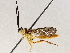  ( - BIOUG71250-G10)  @11 [ ] CreativeCommons - Attribution (2021) CBG Photography Group Centre for Biodiversity Genomics