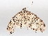  ( - BIOUG72917-F07)  @11 [ ] CreativeCommons - Attribution (2021) CBG Photography Group Centre for Biodiversity Genomics