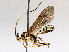  ( - BIOUG72918-C02)  @11 [ ] CreativeCommons - Attribution (2021) CBG Photography Group Centre for Biodiversity Genomics