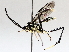  ( - BIOUG72918-D03)  @11 [ ] CreativeCommons - Attribution (2021) CBG Photography Group Centre for Biodiversity Genomics