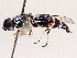  ( - BIOUG72918-G04)  @11 [ ] CreativeCommons - Attribution (2021) CBG Photography Group Centre for Biodiversity Genomics