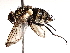  ( - BIOUG72919-B01)  @11 [ ] CreativeCommons - Attribution (2021) CBG Photography Group Centre for Biodiversity Genomics