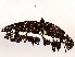  ( - BIOUG72919-H05)  @11 [ ] CreativeCommons - Attribution (2021) CBG Photography Group Centre for Biodiversity Genomics