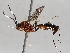  ( - BIOUG72921-G03)  @11 [ ] CreativeCommons - Attribution (2021) CBG Photography Group Centre for Biodiversity Genomics