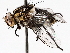  ( - BIOUG72922-A06)  @11 [ ] CreativeCommons - Attribution (2021) CBG Photography Group Centre for Biodiversity Genomics