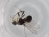  (Microsepsis sp. LZ213 - BIOUG73802-F04)  @11 [ ] CreativeCommons - Attribution (2021) Centre for Biodiversity Genomics Centre for Biodiversity Genomics