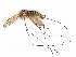  ( - BIOUG64455-H03)  @11 [ ] CreativeCommons - Attribution (2021) CBG Photography Group Centre for Biodiversity Genomics