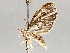  (Eupithecia Malaise5023 - BIOUG64456-D06)  @11 [ ] CreativeCommons - Attribution (2021) CBG Photography Group Centre for Biodiversity Genomics