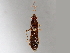  ( - BIOUG64457-C03)  @11 [ ] CreativeCommons - Attribution (2021) CBG Photography Group Centre for Biodiversity Genomics