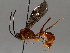  ( - BIOUG72907-E11)  @11 [ ] CreativeCommons - Attribution (2021) CBG Photography Group Centre for Biodiversity Genomics