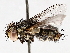  ( - BIOUG72908-A08)  @11 [ ] CreativeCommons - Attribution (2021) CBG Photography Group Centre for Biodiversity Genomics