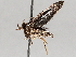  ( - BIOUG72923-G05)  @11 [ ] CreativeCommons - Attribution (2021) CBG Photography Group Centre for Biodiversity Genomics