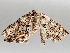  ( - BIOUG72924-F03)  @11 [ ] CreativeCommons - Attribution (2021) CBG Photography Group Centre for Biodiversity Genomics