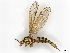  ( - BIOUG72924-G12)  @11 [ ] CreativeCommons - Attribution (2021) CBG Photography Group Centre for Biodiversity Genomics