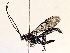  ( - BIOUG72925-D12)  @11 [ ] CreativeCommons - Attribution (2021) CBG Photography Group Centre for Biodiversity Genomics