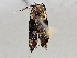  ( - BIOUG72925-H10)  @11 [ ] CreativeCommons - Attribution (2021) CBG Photography Group Centre for Biodiversity Genomics