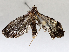  ( - BIOUG72926-C09)  @11 [ ] CreativeCommons - Attribution (2021) CBG Photography Group Centre for Biodiversity Genomics