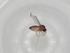  (Forcipomyia sp. DB 11421 - BIOUG73949-B03)  @11 [ ] CreativeCommons - Attribution (2021) Centre for Biodiversity Genomics Centre for Biodiversity Genomics