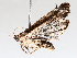  ( - BIOUG62723-C02)  @11 [ ] CreativeCommons - Attribution (2021) CBG Photography Group Centre for Biodiversity Genomics