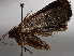  ( - BIOUG64457-H01)  @11 [ ] CreativeCommons - Attribution (2021) CBG Photography Group Centre for Biodiversity Genomics