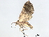  (Eupithecia BioLep224 - BIOUG64457-H08)  @13 [ ] CreativeCommons - Attribution (2021) CBG Photography Group Centre for Biodiversity Genomics