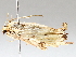  ( - BIOUG64458-C10)  @11 [ ] CreativeCommons - Attribution (2021) CBG Photography Group Centre for Biodiversity Genomics