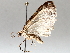  ( - BIOUG64458-C11)  @11 [ ] CreativeCommons - Attribution (2021) CBG Photography Group Centre for Biodiversity Genomics
